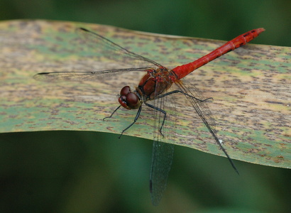 Blodrød hedelibel (Sympetrum sanguineum)