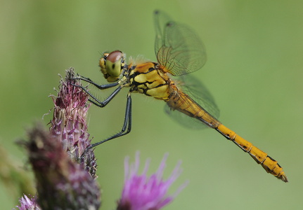 Blodrød hedelibel (Sympetrum sanguineum)