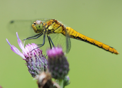 Blodrød hedelibel (Sympetrum sanguineum)