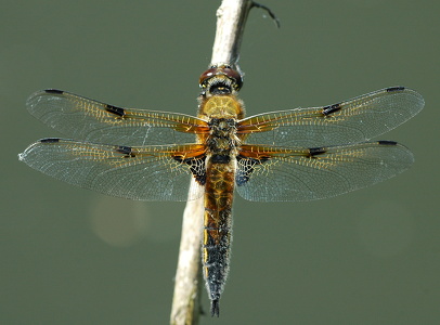 Blå libel (Libellula depressa)