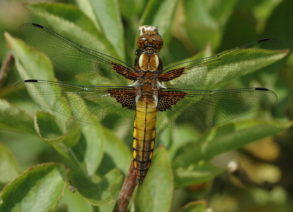 Blå libel (Libellula depressa)