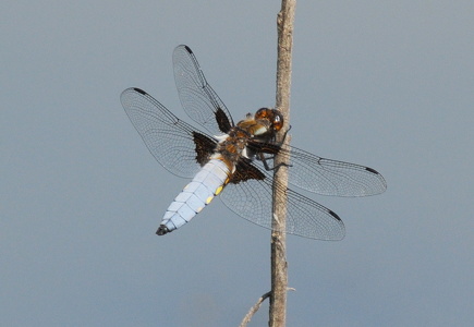 Blå libel (Libellula depressa)
