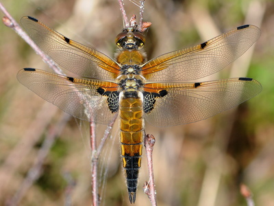 Blå libel (Libellula depressa)