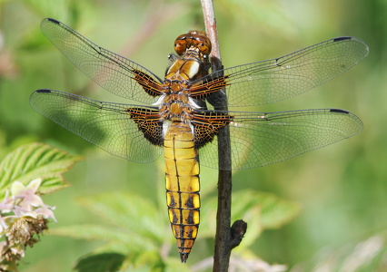 Blå libel (Libellula depressa)