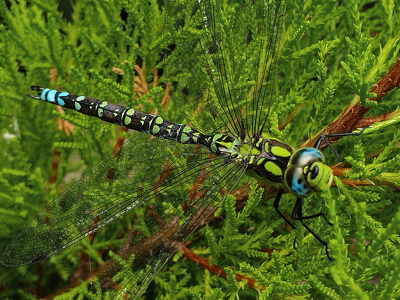 Blå mosaikguldsmed (Aeshna cyanea)