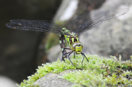 Blå mosaikguldsmed (Aeshna cyanea)