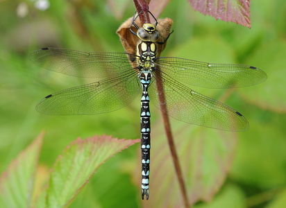 Blå mosaikguldsmed (Aeshna cyanea)