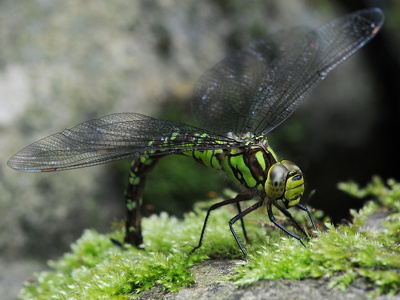 Blå mosaikguldsmed (Aeshna cyanea)