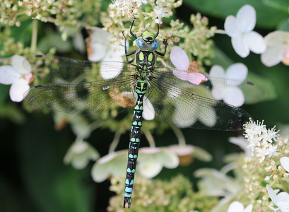 Blå mosaikguldsmed (Aeshna cyanea)