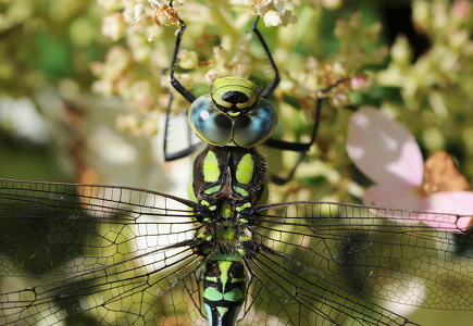 Blå mosaikguldsmed (Aeshna cyanea)