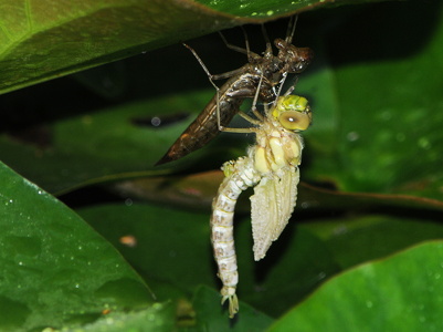 Blå mosaikguldsmed (Aeshna cyanea)