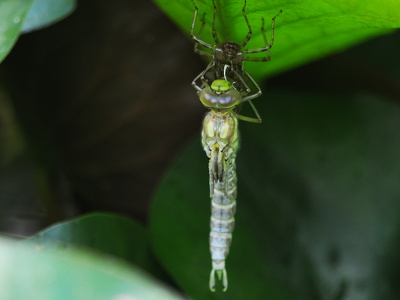 Blå mosaikguldsmed (Aeshna cyanea)