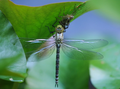 Blå mosaikguldsmed (Aeshna cyanea)