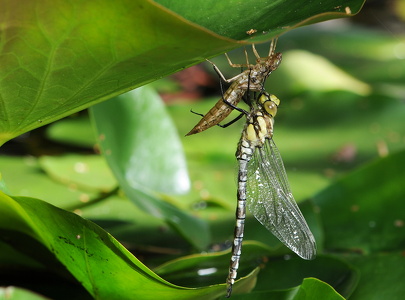 Blå mosaikguldsmed (Aeshna cyanea)