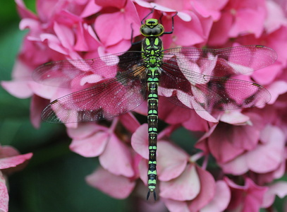 Blå mosaikguldsmed (Aeshna cyanea)