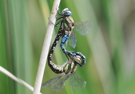 Blå mosaikguldsmed (Aeshna cyanea)