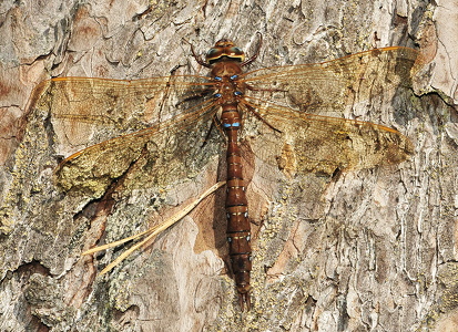 Brun Mosaikguldsmed (Aeshna grandis)
