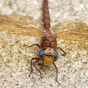 Guldsmede og Vandnymfer