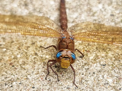 Brun Mosaikguldsmed (Aeshna grandis)