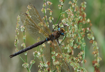 Brun Mosaikguldsmed (Aeshna grandis)