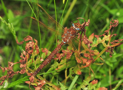 Brun Mosaikguldsmed (Aeshna grandis)