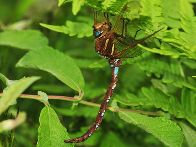 Brun Mosaikguldsmed (Aeshna grandis)