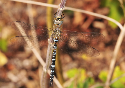  Efterårs-Mosaikguldsmed (Aeshna mixta)