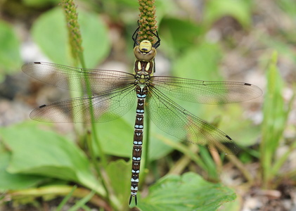 Efterårs-mosaikguldsmed (Aeshna mixta)
