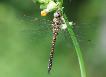 Efterårs-mosaikguldsmed (Aeshna mixta)