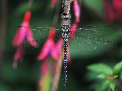 Efterårs-mosaikguldsmed (Aeshna mixta)