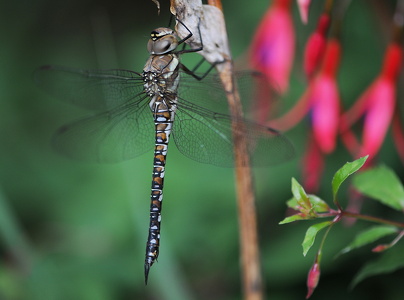 Efterårs-mosaikguldsmed (Aeshna mixta)