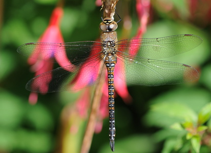 Efterårs-mosaikguldsmed (Aeshna mixta)