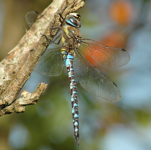 Efterårs-mosaikguldsmed (Aeshna mixta)