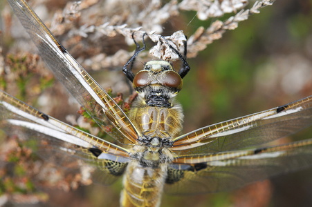 Fireplettet libel (Libellula quadrimaculata)
