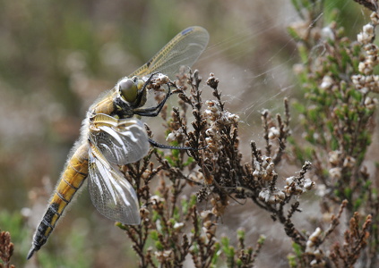 Fireplettet libel (Libellula quadrimaculata)