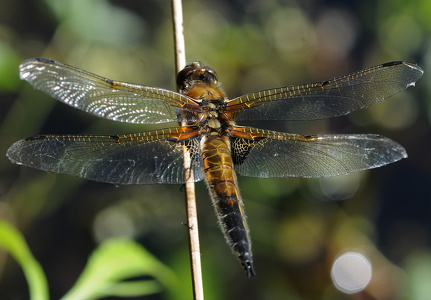 Fireplettet libel (Libellula quadrimaculata)