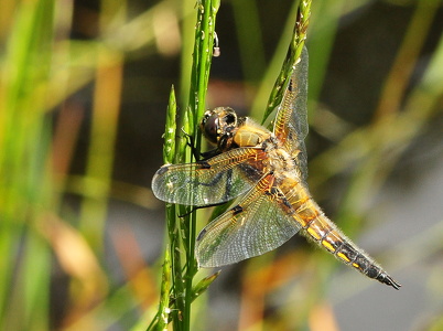 Fireplettet libel (Libellula quadrimaculata)