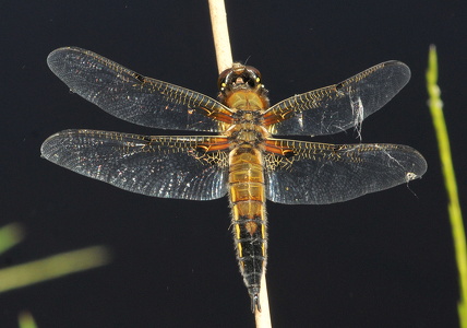 Fireplettet libel (Libellula quadrimaculata)