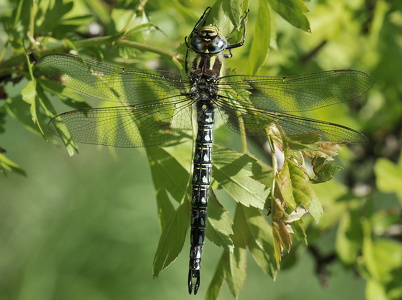 Håret mosaikguldsmed (Brachytron pratense)