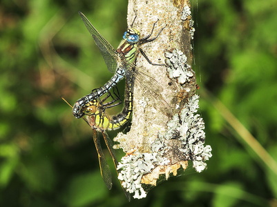 Håret mosaikguldsmed (Brachytron pratense)