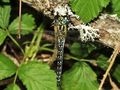 Håret mosaikguldsmed (Brachytron pratense)