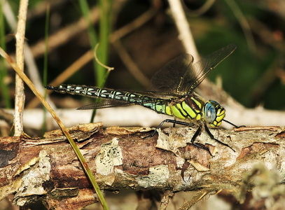 Håret mosaikguldsmed (Brachytron pratense)