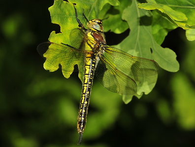 Håret mosaikguldsmed (Brachytron pratense)