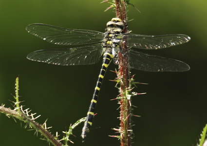 Kongeguldsmed (Cordulegaster boltoni)