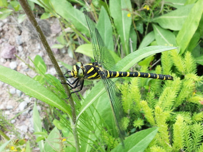 Kongeguldsmed (Cordulegaster boltoni)