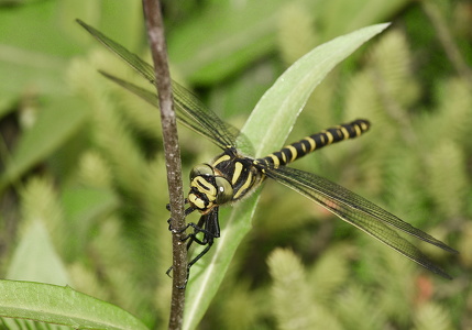 Kongeguldsmed (Cordulegaster boltoni)