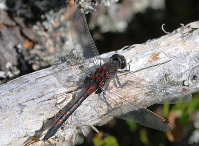 Nordisk kærguldsmed (Leucorrhinia rubicunda)
