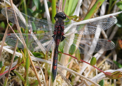 Nordisk kærguldsmed (Leucorrhinia rubicunda)