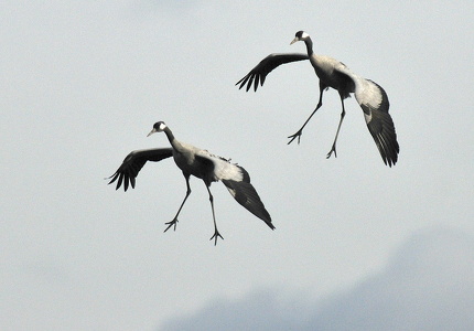 Traner (Grus grus)
