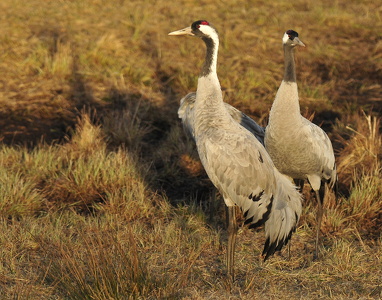 Traner (grus grus)